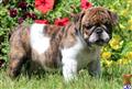 English Bulldog
