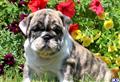 English Bulldog
