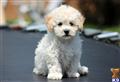 Maltipoo