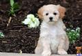 Maltipoo