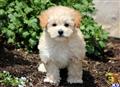 Maltipoo