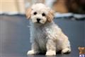 Maltipoo