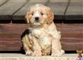 Mixed Breed