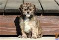 Mixed Breed