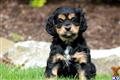 Mixed Breed