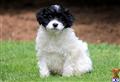 Mixed Breed