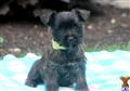 Mixed Breed