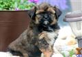 Mixed Breed
