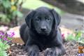 Mixed Breed