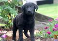 Mixed Breed