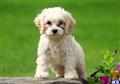 Mixed Breed
