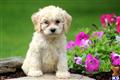 Mixed Breed