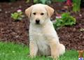 Mixed Breed