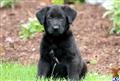 Mixed Breed