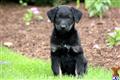Mixed Breed