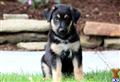 Mixed Breed