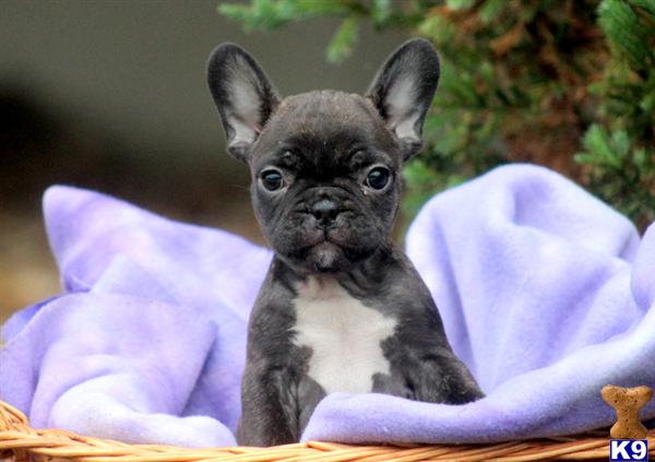 free puppies pittsburgh pa bulldog puppies pittsburgh pa breeds picture free puppies pittsburgh pa bulldog puppies pittsburgh pa breeds picture