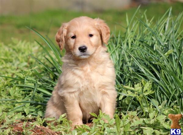 golden retriever pa document moved golden retriever pa document moved