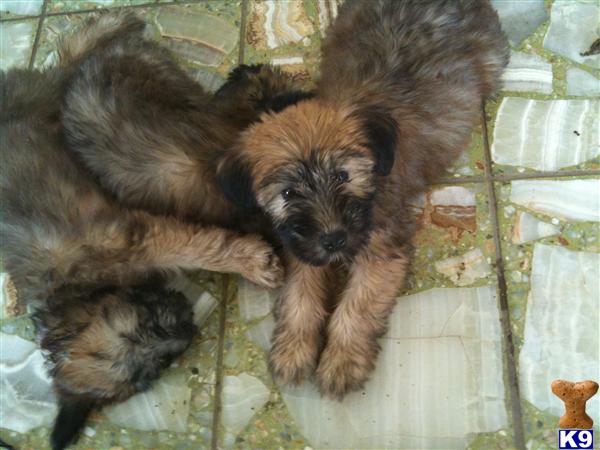 Soft Coated Wheaten Terrier Puppies