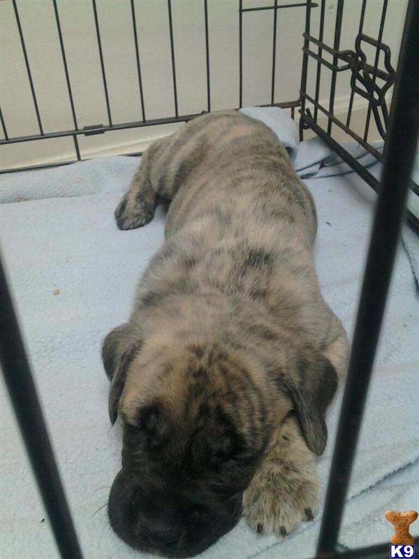 Mastiff Puppies