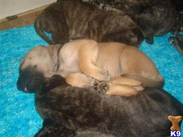 Puppies in Louisville