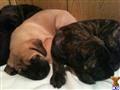 Mastiff