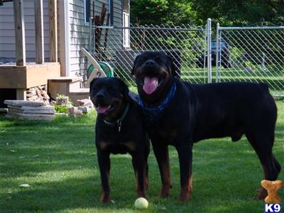 Stud Dogs - Rottweiler