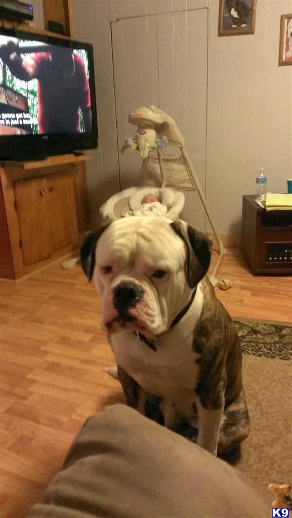 Stud Dogs - American Bulldog