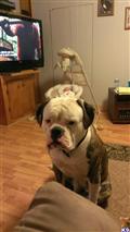 Stud Dog