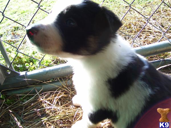 Border Collie Puppies