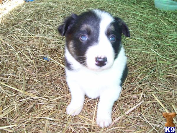 Border Collie Puppies