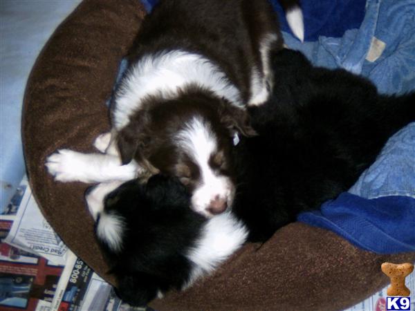 Border Collie Puppies