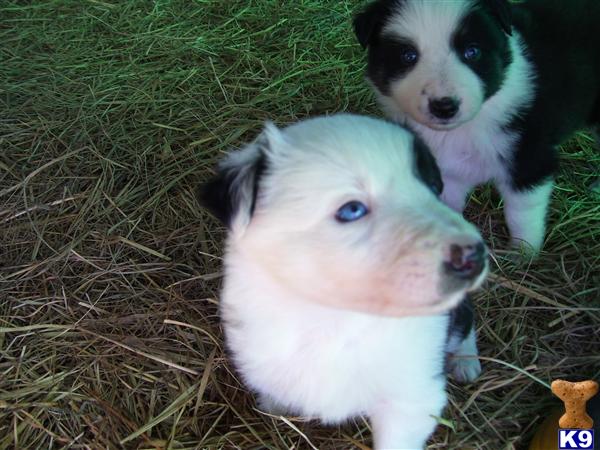 Border Collie Puppies