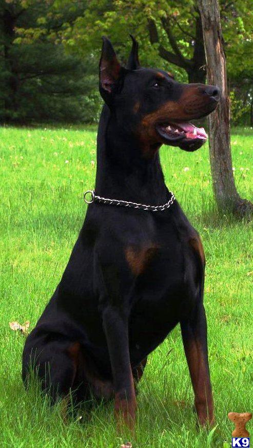 Stud Dogs - Doberman Pinscher