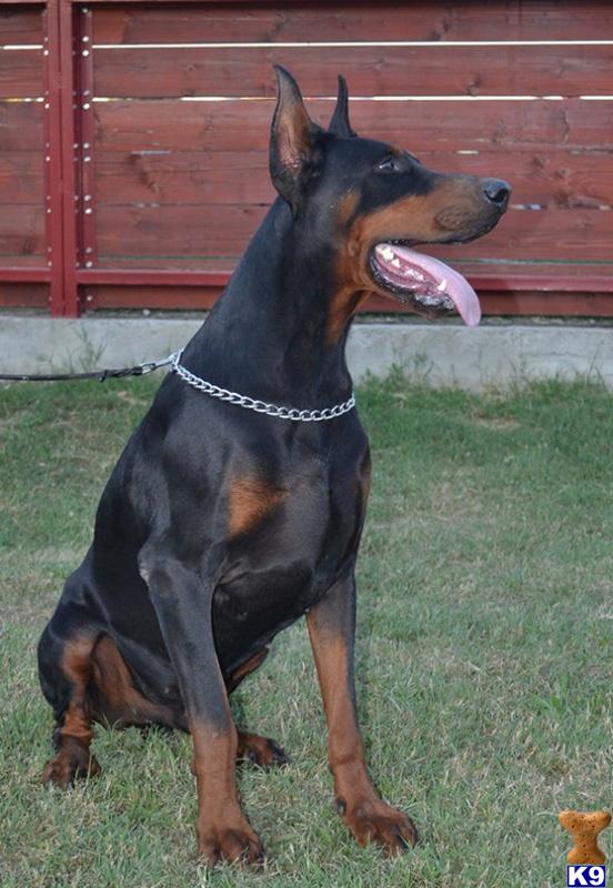 doberman puppies pa document moved doberman puppies pa document moved