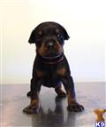 Doberman Pinscher