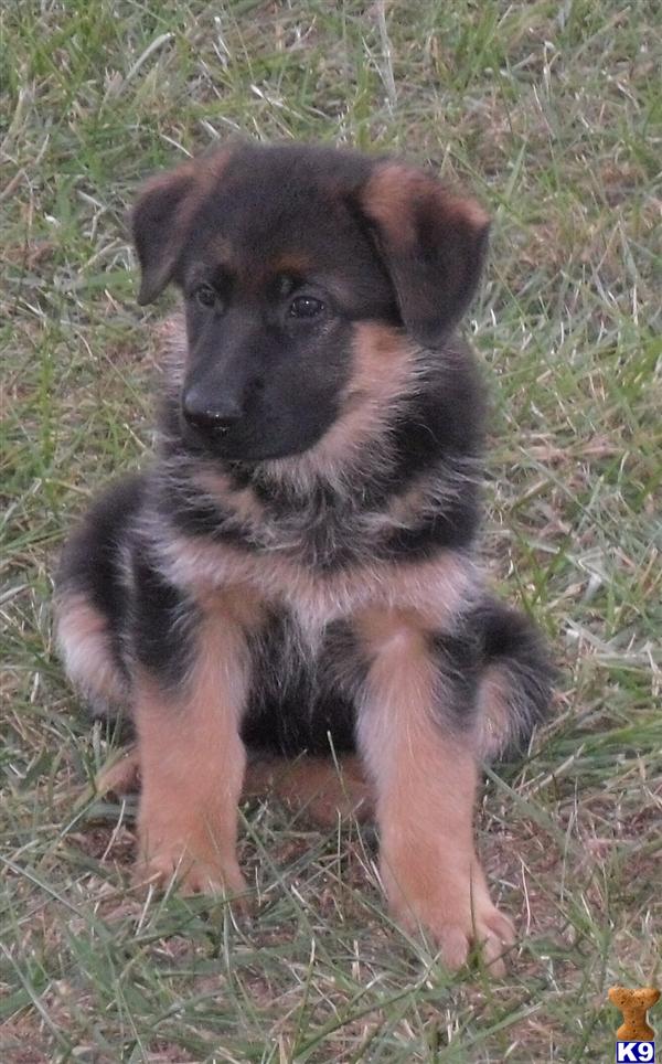Puppies in KS