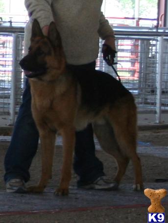 Puppies in KS