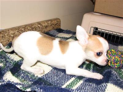 Puppies in MN