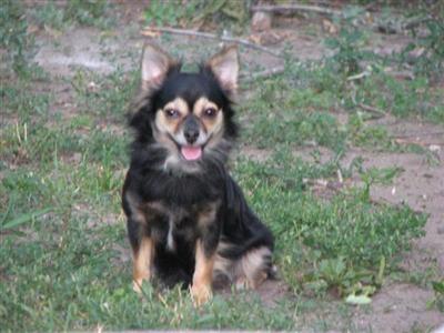 Dogs for Sale