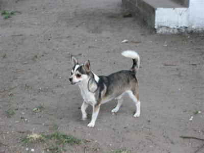 Dogs for Sale