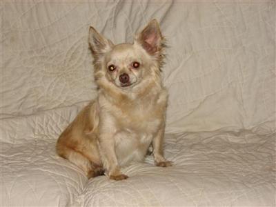 Dogs for Sale