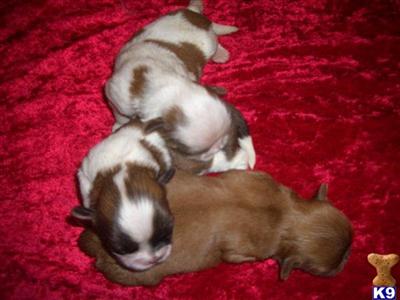 Puppies in SC