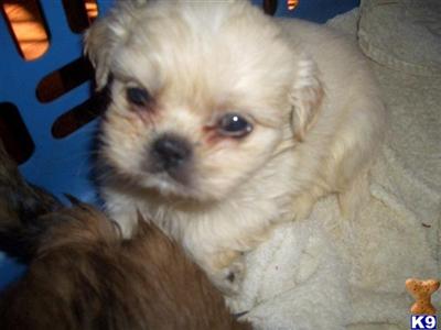Puppies in SC