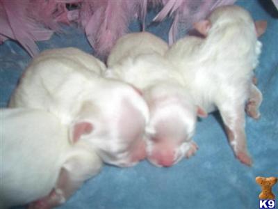 Maltese Puppies for Sale