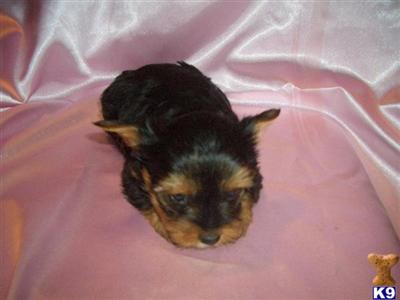 Puppies in SC