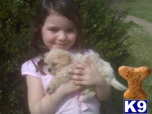 Mixed Breed Puppies for Sale