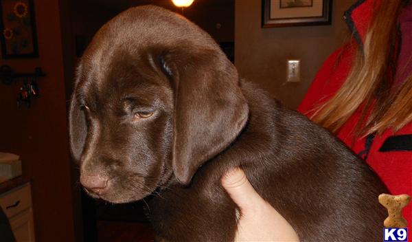 lab puppies kentucky labrador retriever lab studs in the usa page 3 breeds picture lab puppies kentucky labrador retriever lab studs in the usa page 3 breeds picture