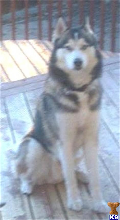 Stud Dogs - Siberian Husky