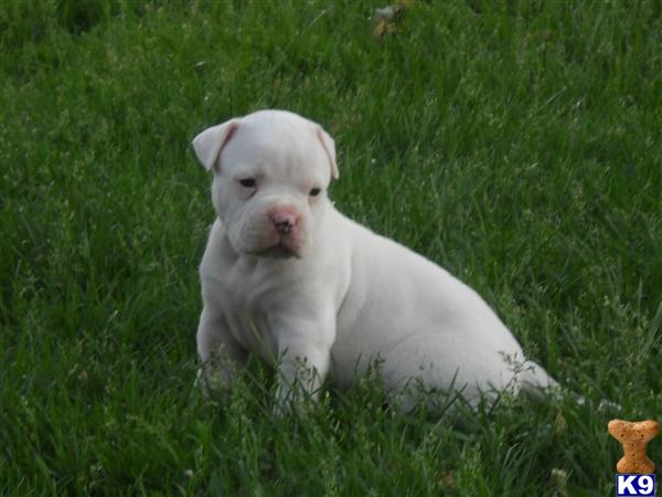 American Bulldog Puppies in MO